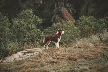 Brown and White Dog 
