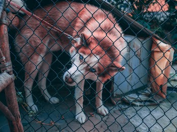 Brown And White Dog Behind Chain Link Fence