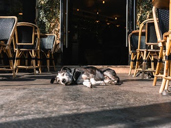 Brown and White Dog Lying on Floor