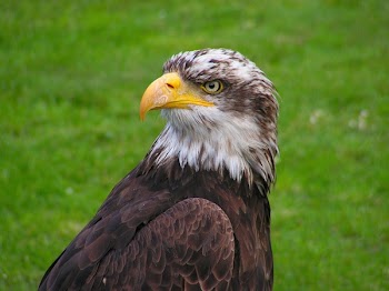 Brown and White Eagle