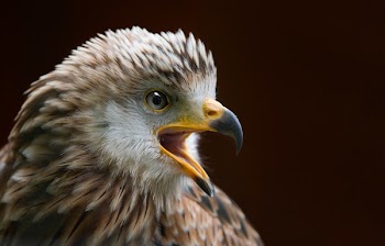 Brown and White Eagle