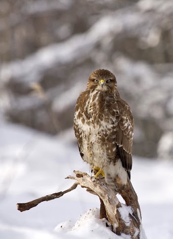 Brown and White Eagle