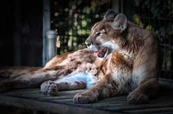 Brown and White Female Lion
