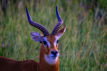 Brown and White Gazelle on Green Grass