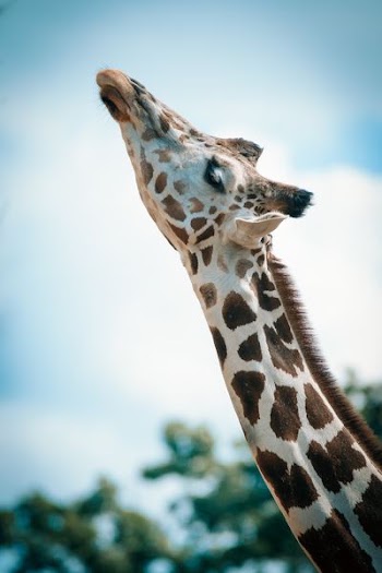 brown and white giraffe