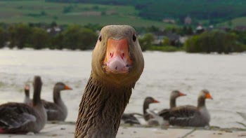 Brown and White Goose