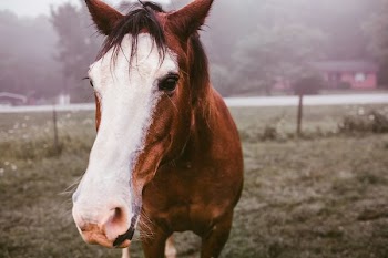 brown and white horse