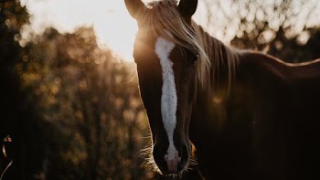brown and white horse