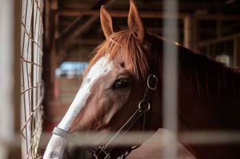brown and white horse
