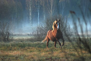 Brown and White Horse