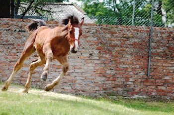Brown and White Horse Galloping
