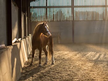 brown and white horse on stable