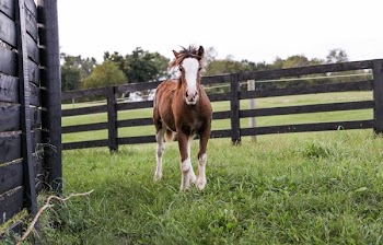 Brown and White Horse Standing on Green Grass