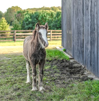 Brown and White Horse Walking Near Gray Wooden Shed