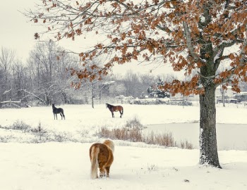 Brown and White Horses