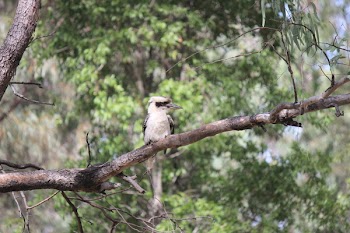 Brown and White Kookaburra Perched on Tree