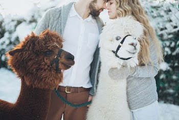 Brown And White Llamas