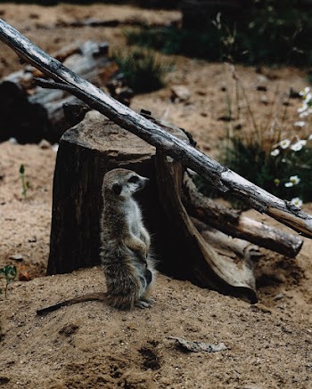Brown and White Meerkat
