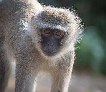 Brown and White Monkey