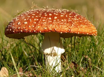 Brown and White Mushroom on Green Grass at Daytime