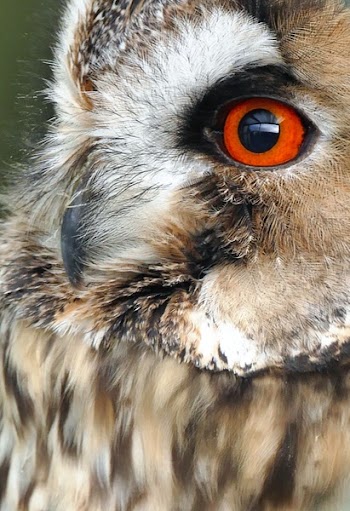 Brown and White Owl