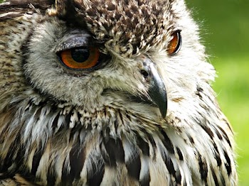 Brown and White Owl in Shallow Photo