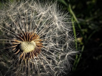 Brown and White Pollen