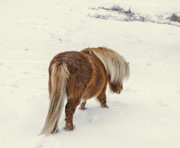 Brown and White Pony Walking on Snow Covered Ground