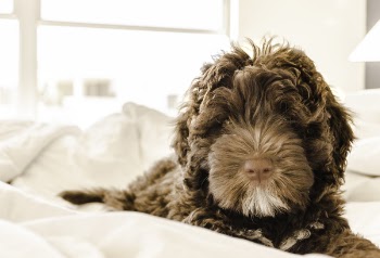 Brown and White Portuguese Water Dog Puppy