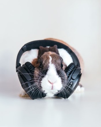 brown and white rabbit with black headphones