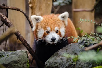 Brown and White Red Panda