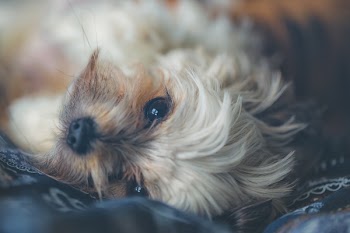 Brown and White Shih Tzu Lying on Ground Close-up Photo