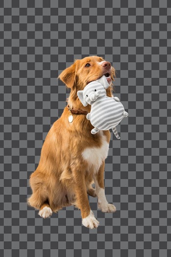 brown and white short coated dog PNG transparent