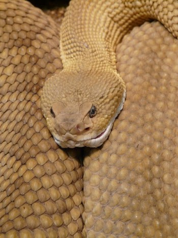 Brown and White Snake