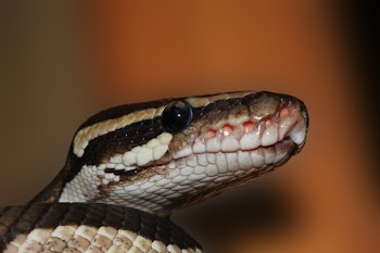 Brown and White Snake in Closeup Photo