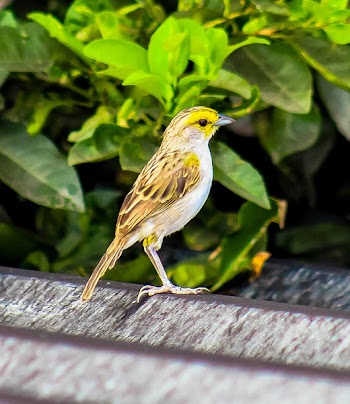 Brown and White Sparrow Bird