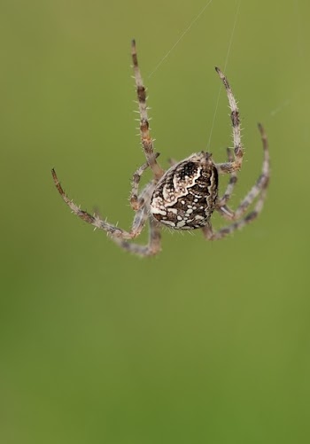 Brown and White Spider Hanging on Its Web