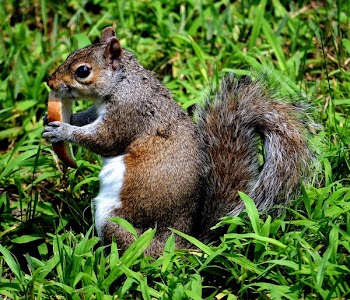 Brown and White Squirel on Green Grass