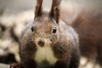 Brown and White Squirrel