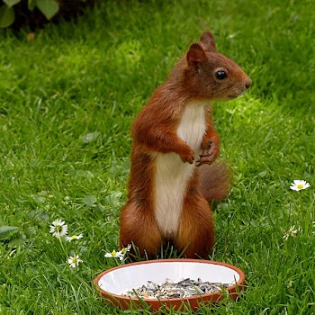 Brown and White Squirrel on Green Grass