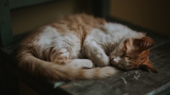 Brown and White Tabby Cat