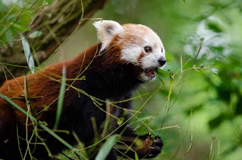Brown and White Wolverine Animal