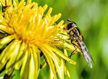 Brown and Yellow Bee on Petaled Flowers