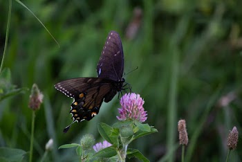 Brown and Yellow Butterfly on Pink Cluster Flower