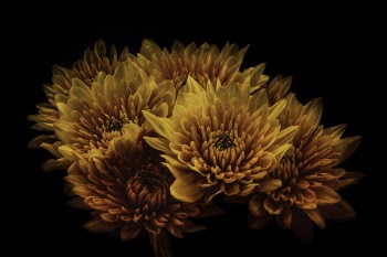 Brown and Yellow Cluster Flowers