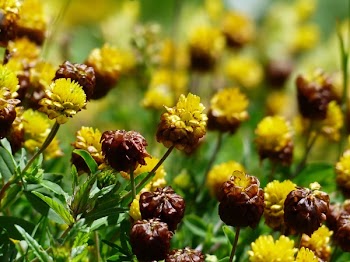 Brown and Yellow Cluster Petaled Flower Closed Up Photography