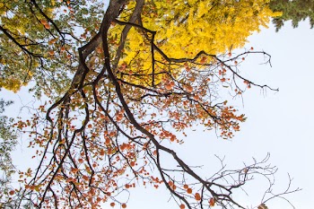 Brown and Yellow Leafed Trees