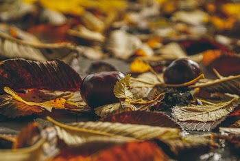 Brown and Yellow Leaves