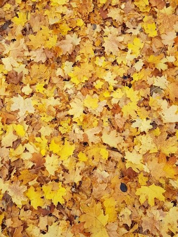 brown and yellow maple leaves