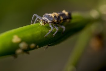 Brown and Yellow Winged Insect